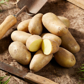 25 Pommes de terre Amandine - Willemse