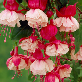 Fuchsia Swingtime - 3 Fuchsias retombants Swingtime - Fuchsia
