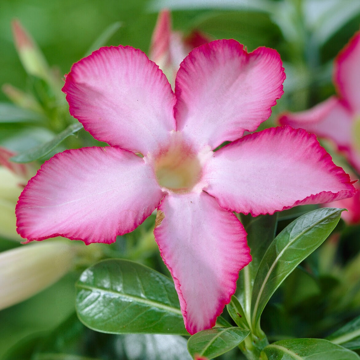 Plantes fleuries - Rose du désert - Adenium obesum