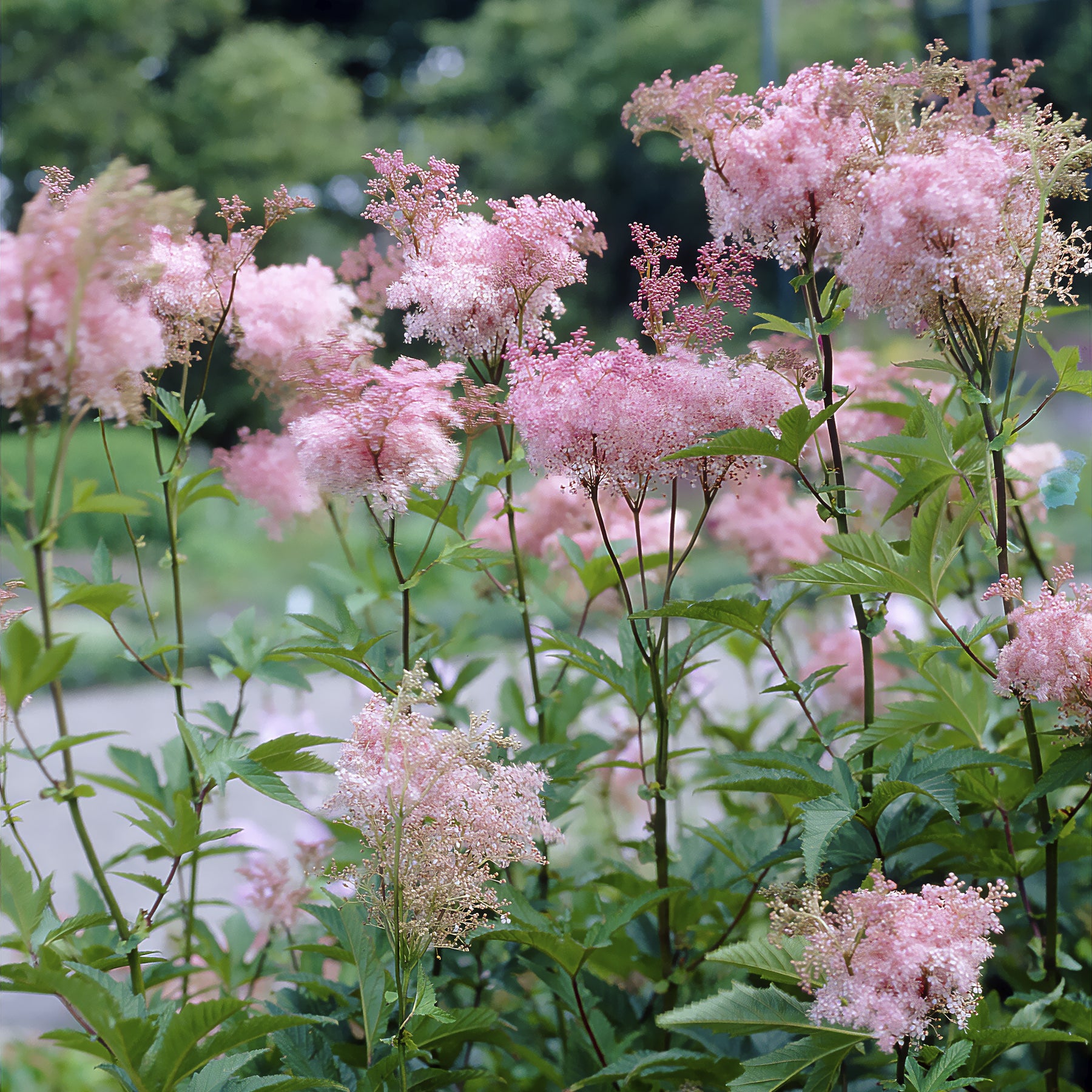 Filipendule pourpre Elegans - Reine des près - Willemse