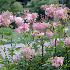 Filipendule pourpre Elegans - Reine des près - Willemse