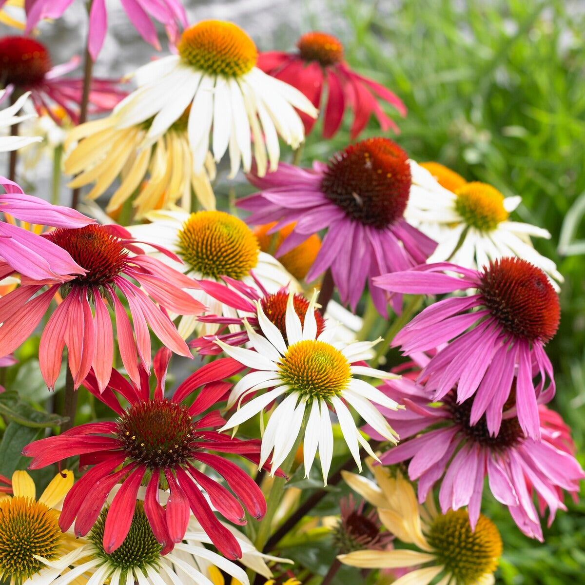 5 Marguerites papillon en mélange - Willemse