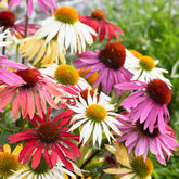 5 Marguerites papillon en mélange - Willemse