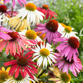 5 Marguerites papillon en mélange - Willemse