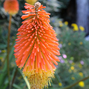Vente 5 Tritomas - Kniphofia uvaria