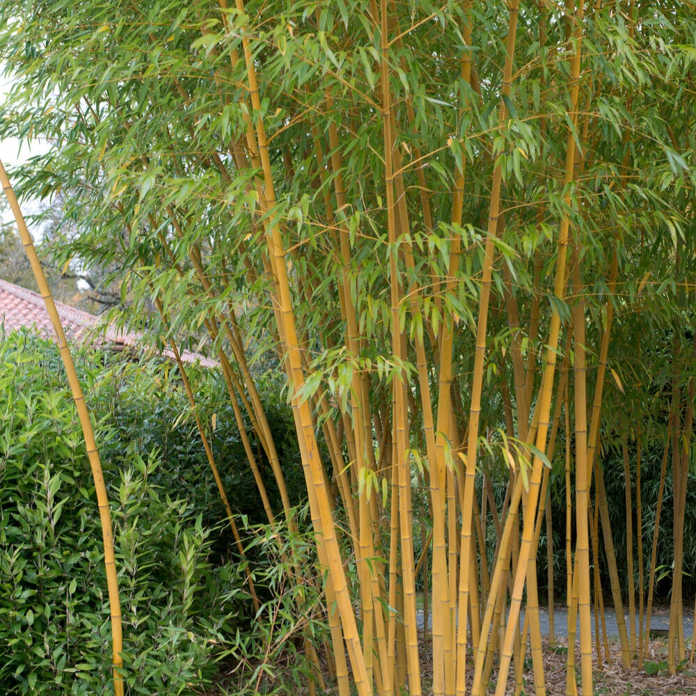 Bambous - Bambou traçant jaune - Phyllostachys aureosulcata aureocaulis