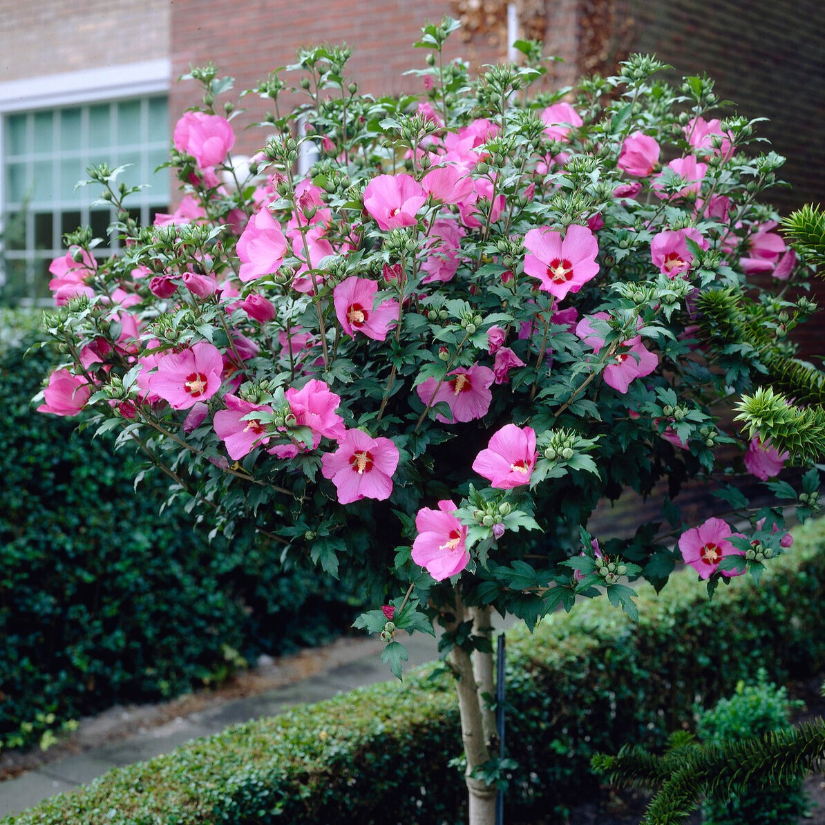 Hibiscus de jardin sur tige - Willemse