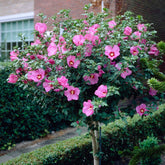 Hibiscus de jardin sur tige - Willemse