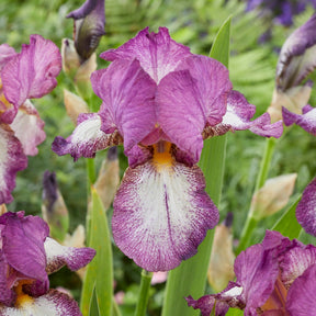 Iris germanica autumn encore, lovely again - Collection de 6 Iris remontants Autumn Encoree et Lovely Again - Iris de jardin