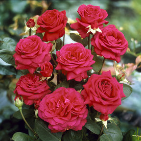 Rosa dame de coeur - Rosier sur tige Dame de Coeur - Rosiers sur tige