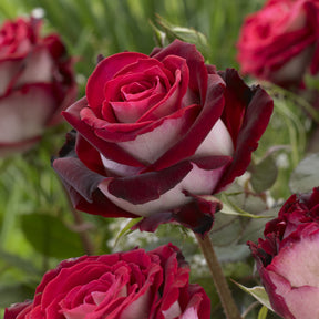 Rosier sur tige Osiria - Rosa Osiria - Willemse