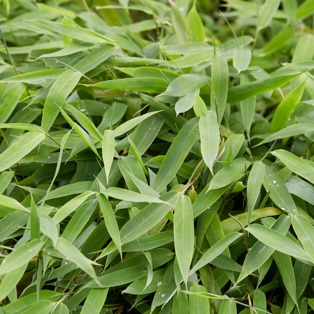 Fargesia murielae - Bambou vert non-traçant - Bambous