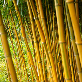 Bambou traçant panaché - Phyllostachys aureosulcata spectabilis - Willemse