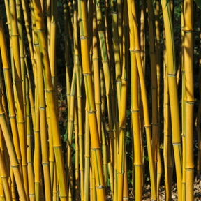 Phyllostachys aureosulcata spectabilis - Bambou traçant panaché - Bambous