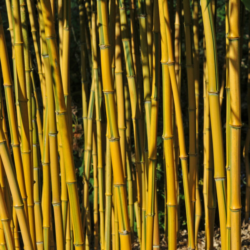 Phyllostachys aureosulcata spectabilis - Bambou traçant panaché - Bambous