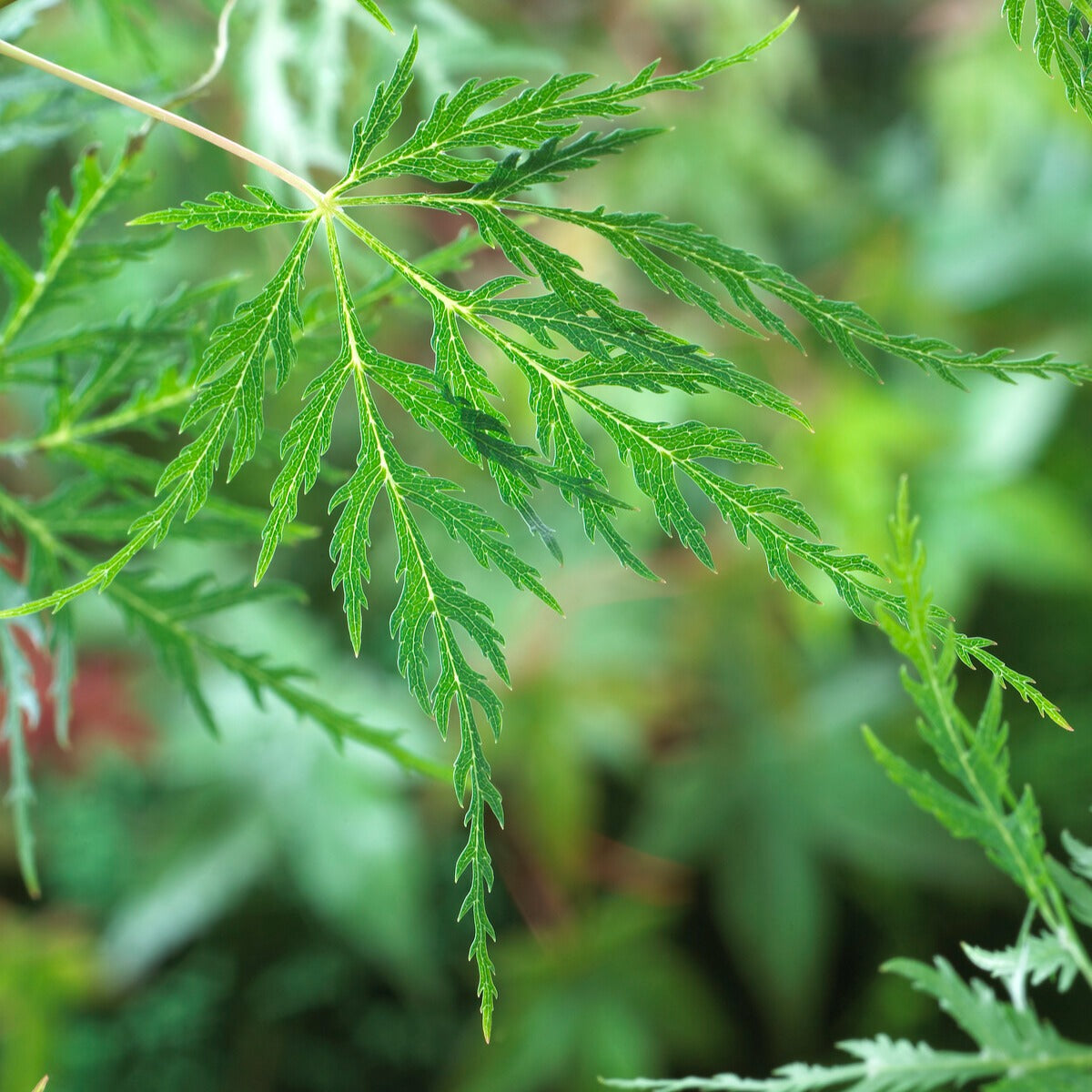 Acer palmatum emerald lace - Erable du Japon Emerald Lace - Erable du Japon