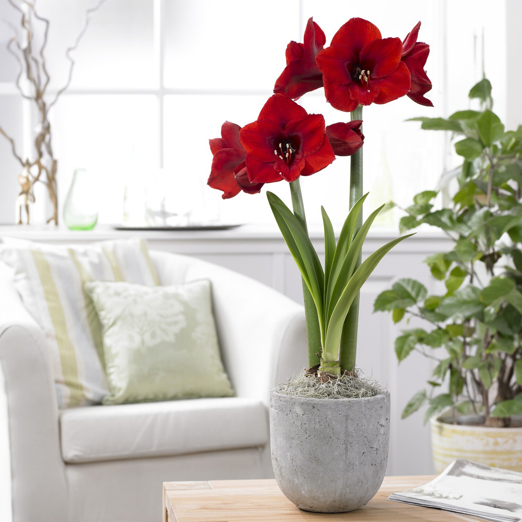 Amaryllis rouge - Willemse