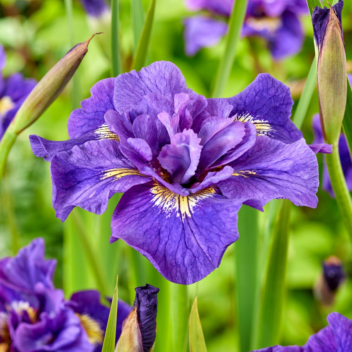 Iris Double Standard - Willemse