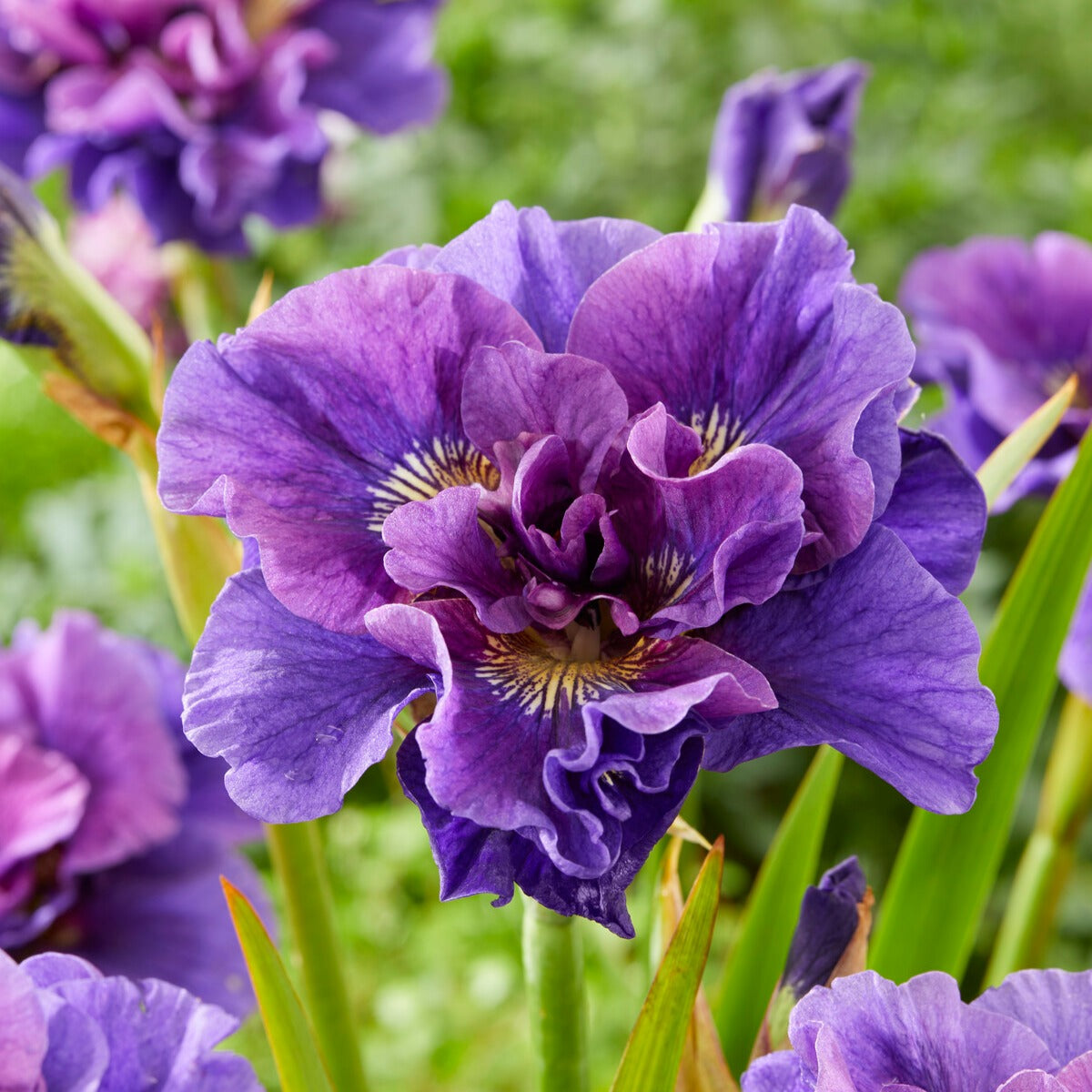 Iris sibirica Double Standard,  Concord Crush,  Pink Parfait - Collection de 6 Iris de Sibérie - Fleurs vivaces