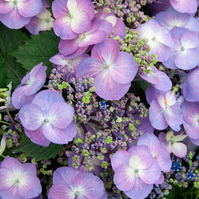 Hydrangea macrophylla Blueberry Cheesecake - Hortensia Blueberry Cheesecake - Hortensia à grandes feuilles