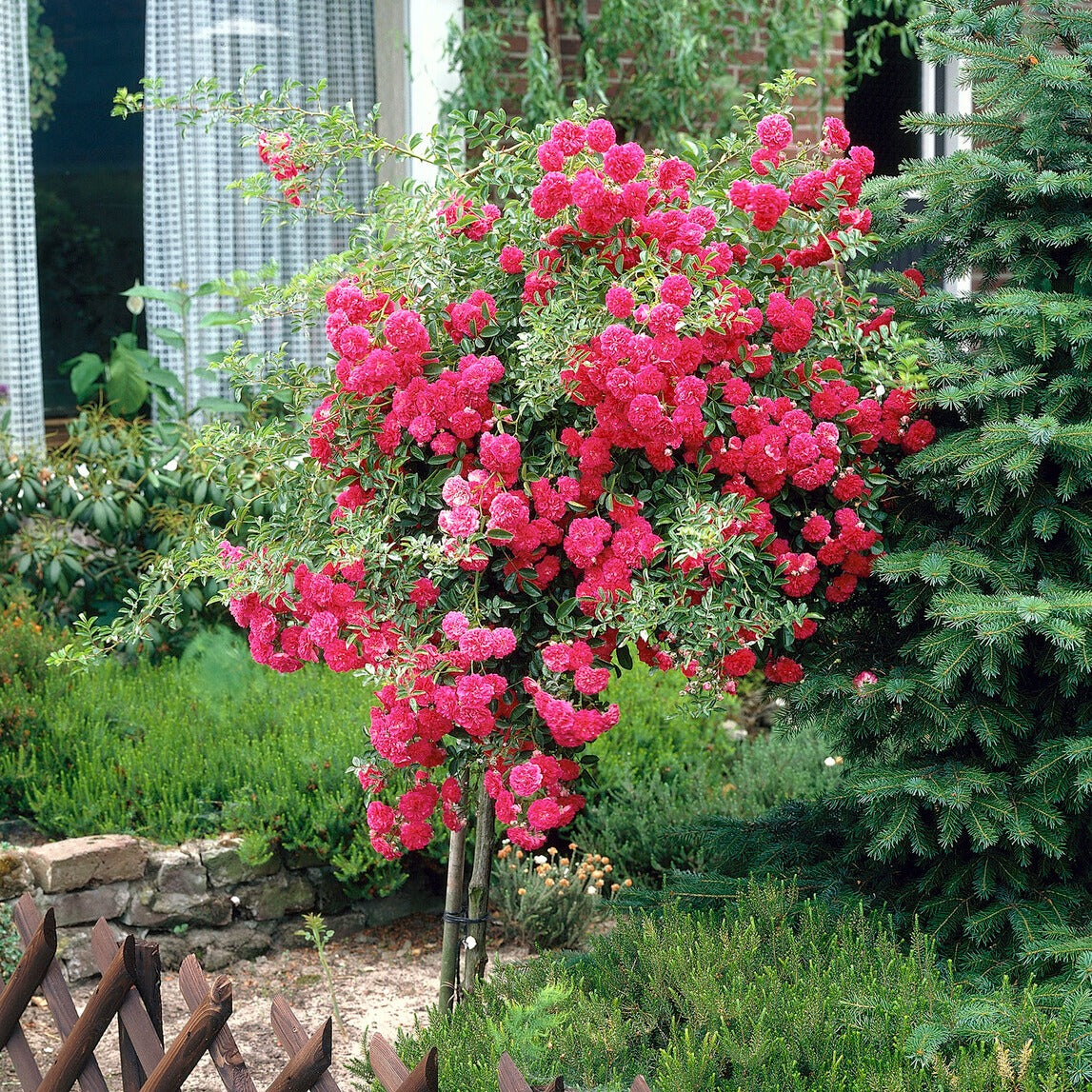 Rosier pleureur Excelsa sur tige - Rosa wichuraiana excelsa - Willemse