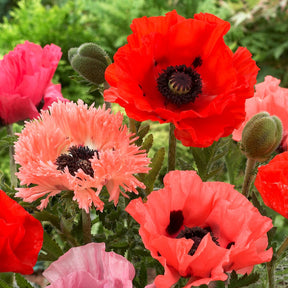 Papaver orientale - 3 Pavots en mélange - Pavot d'Orient