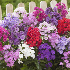 5 Phlox paniculé en mélange - Willemse