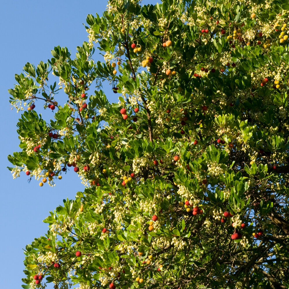 Arbutus unedo - Arbousier - Arbousier