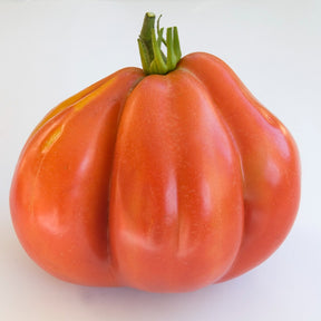 Tomate  Liguria - Solanum lycopersicum liguria - Willemse