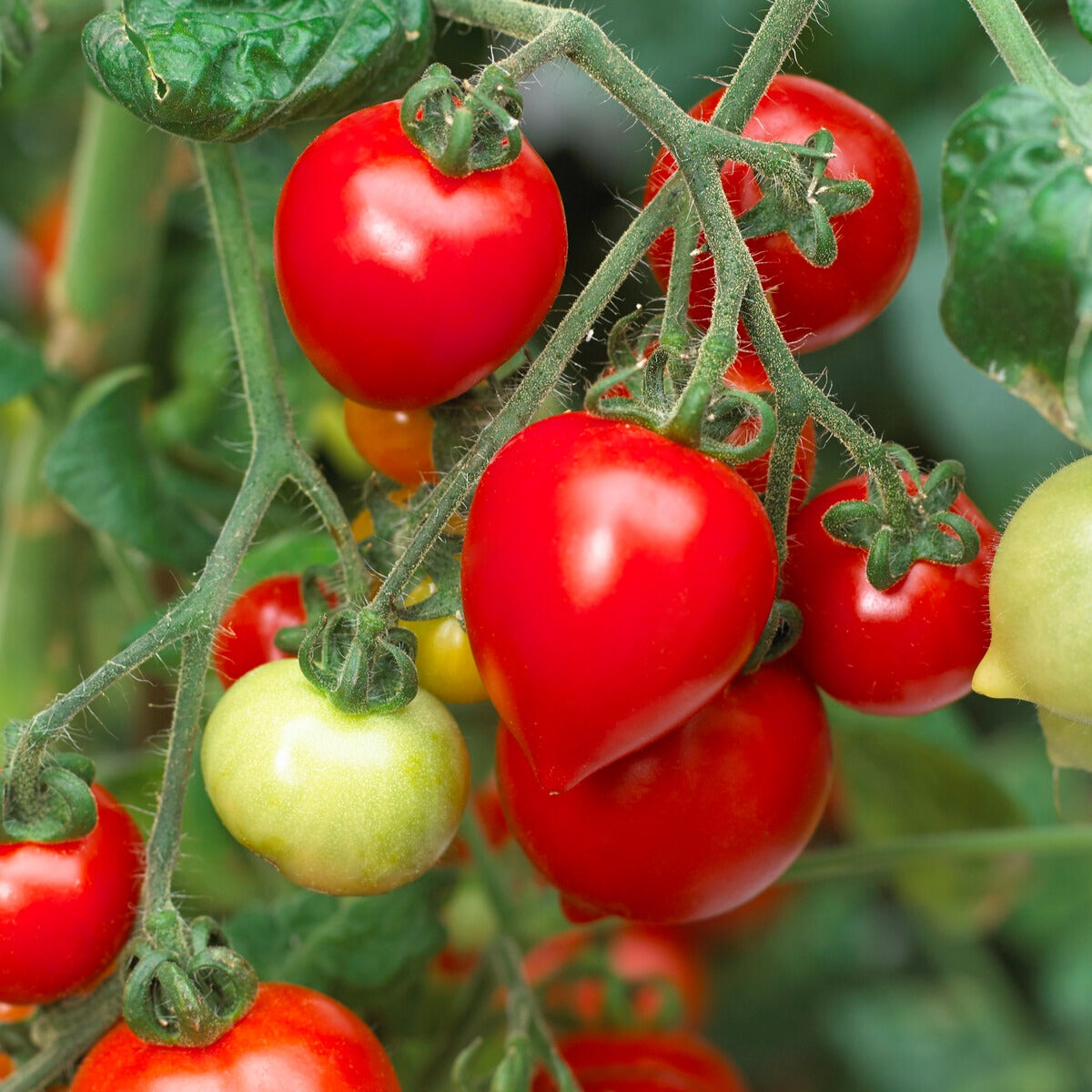 Tomate cerise Coeur d'amour - Solanum lycopersicum heartbreaker vita f1 - Willemse