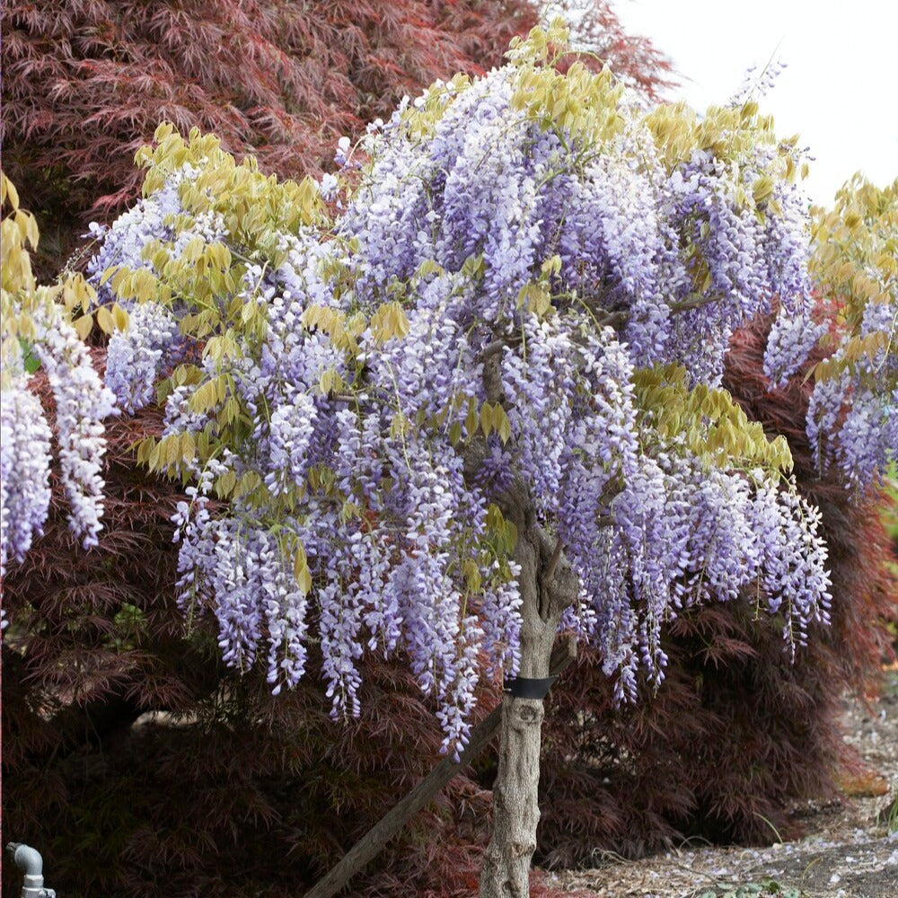 Glycine bleue sur tige - Willemse