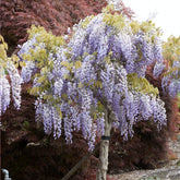 Glycine bleue sur tige - Willemse