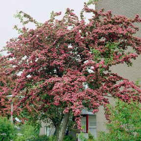Aubépine rouge - Crataegus laevigata paul's scarlet - Willemse