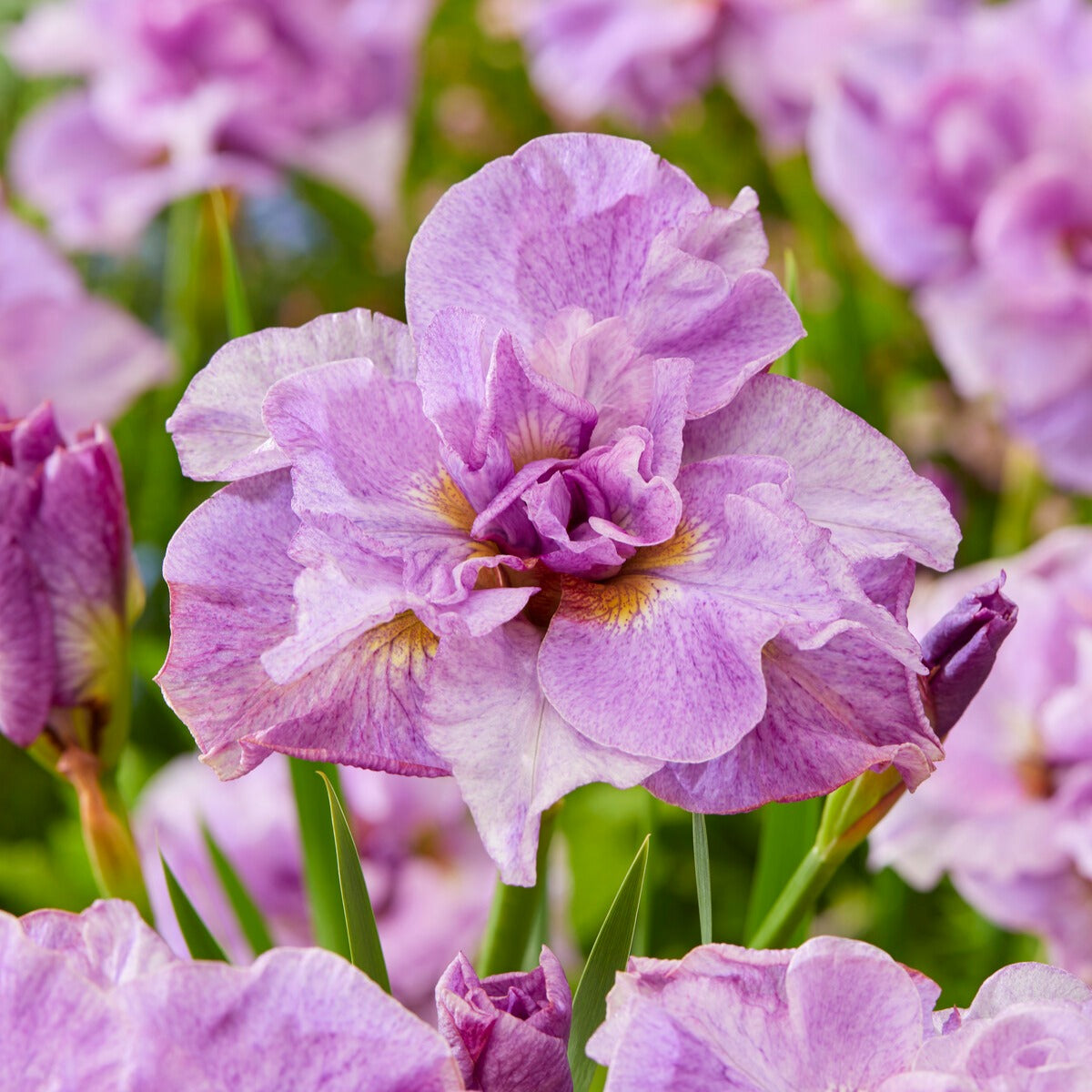 Fleurs vivaces - Collection de 6 Iris de Sibérie - Iris sibirica Double Standard,  Concord Crush,  Pink Parfait