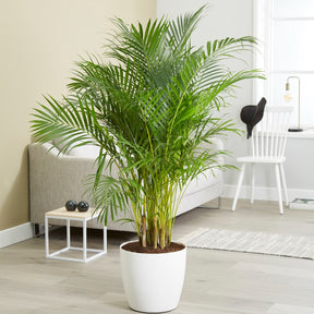 Palmier d'intérieur - Areca - Palmier d'intérieur - Dypsis lutescens
