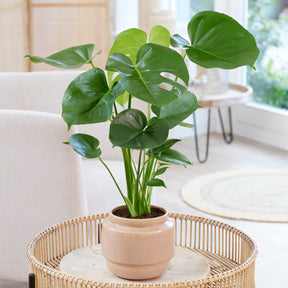Vente Philodendron Monstera deliciosa - Monstera deliciosa