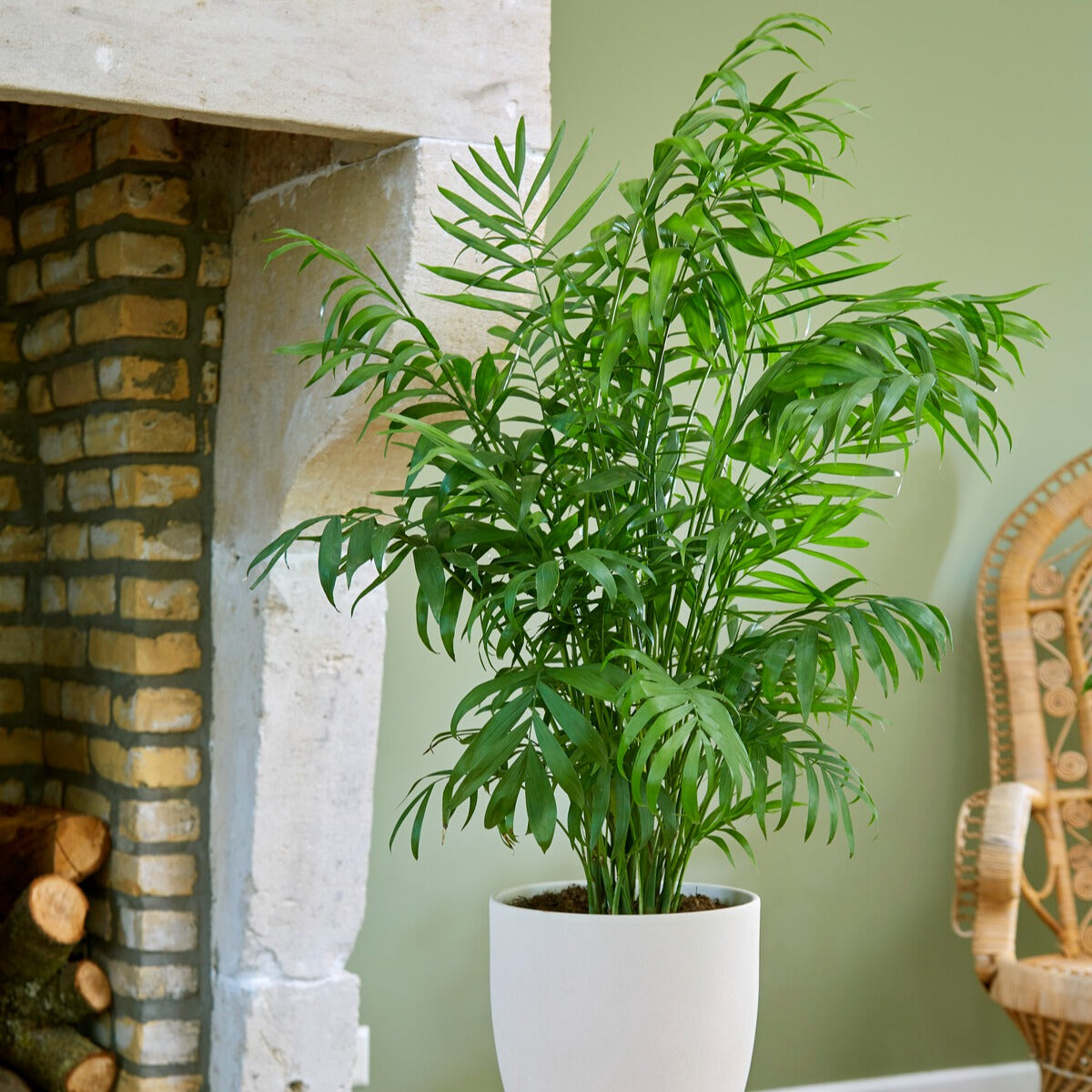Vente Palmier nain - Palmier des montagnes - Chamaedorea elegans