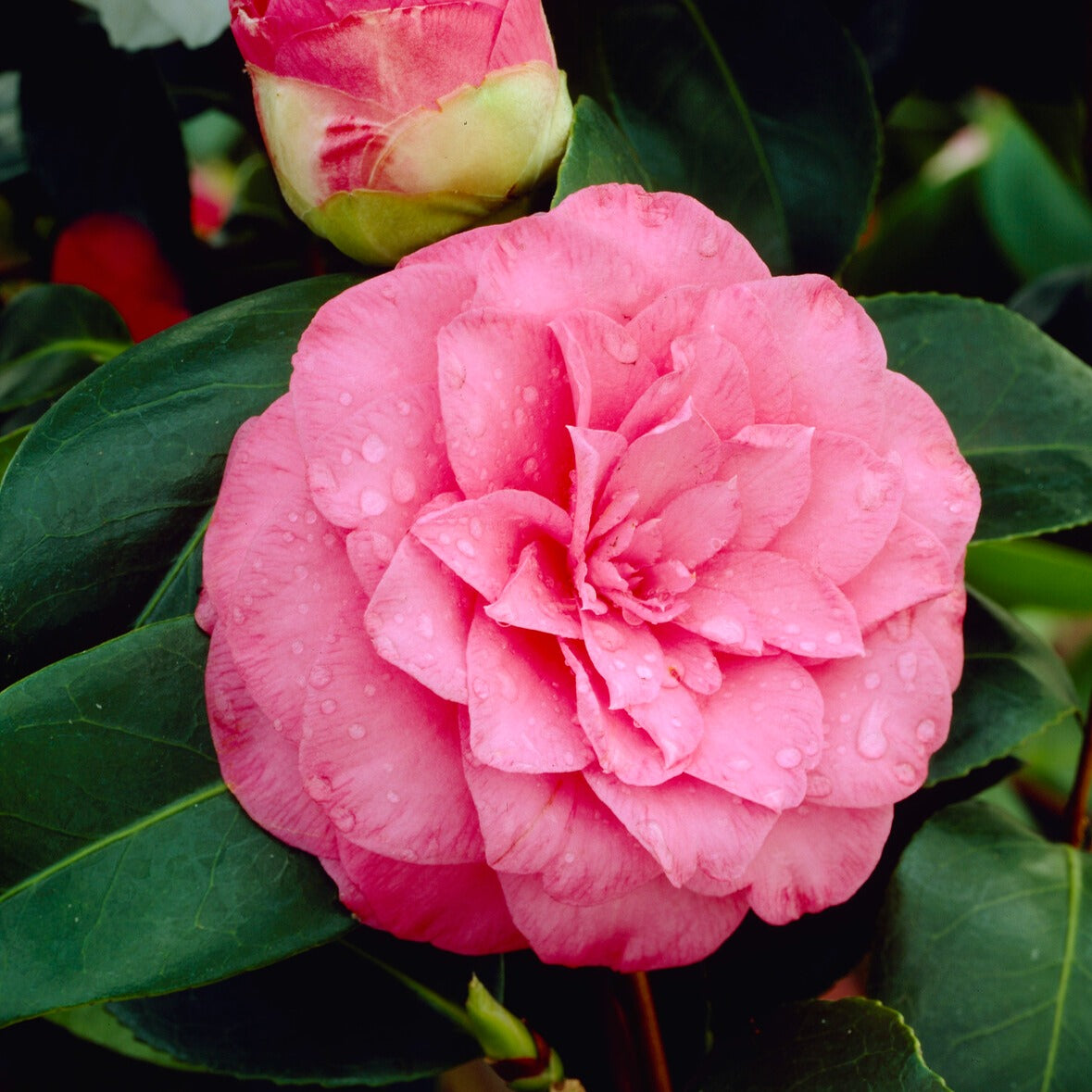 Camellia Mathotiana rosea - Camélia du Japon à fleurs doubles rose - Camélias