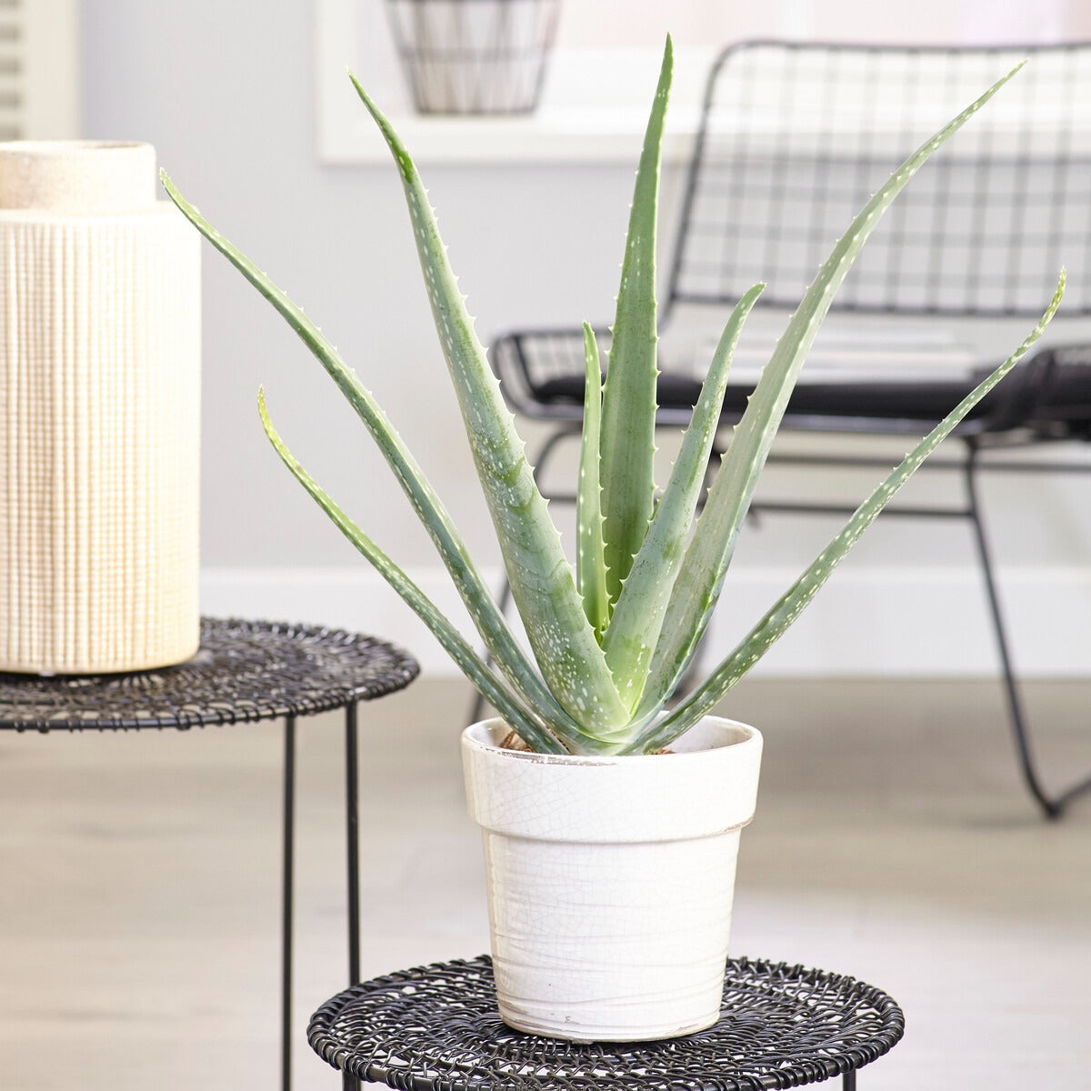 Aloe vera - Aloe vera - Willemse