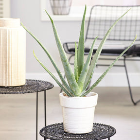 Aloe vera - Aloe vera - Willemse