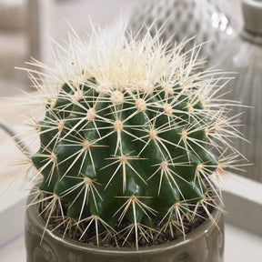 Cactus Echinocactus grusonii - Coussin de belle-mère - Cactus et plantes grasses