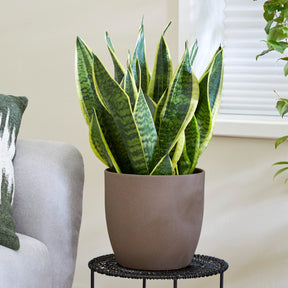 Cactus et plantes grasses - Sansevière futura Superba - Sansevieria futura Superba