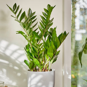 Zamioculcas - Willemse
