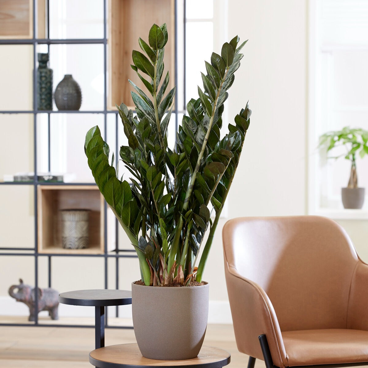 Vente Zamioculcas - Zamioculcas zamiifolia