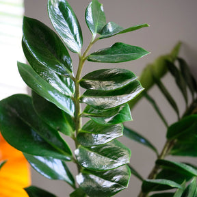 Zamioculcas zamiifolia - Zamioculcas - Zamioculcas