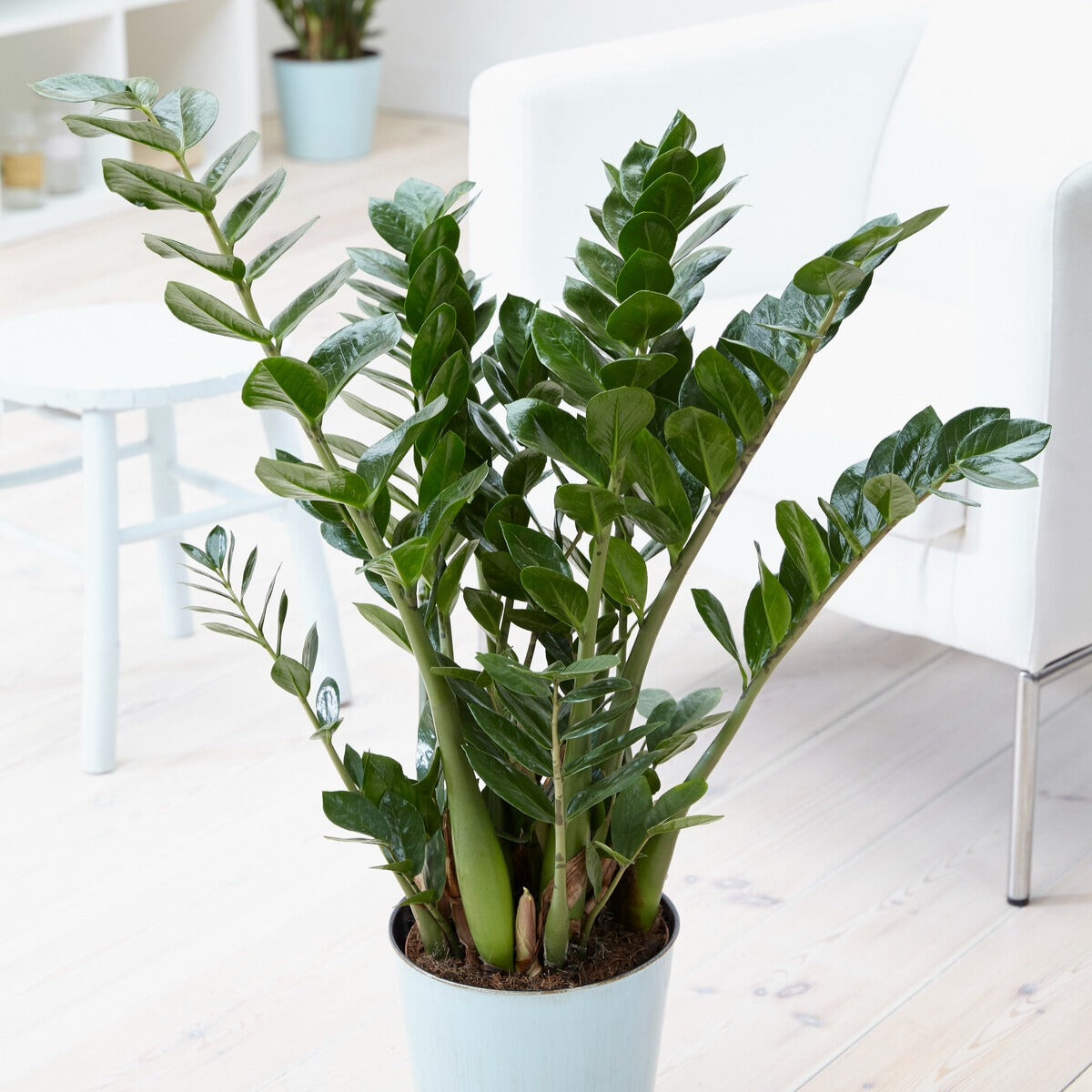 Vente Zamioculcas