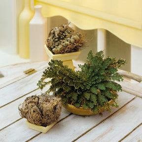 Rose de Jericho - Willemse