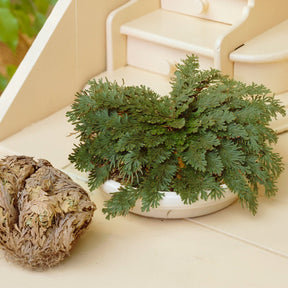 Selaginella lepidophylla - Rose de Jericho - Plantes vertes