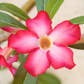 Plantes fleuries - Rose du désert et son cache-pot blanc ELHO - Adenium obesum