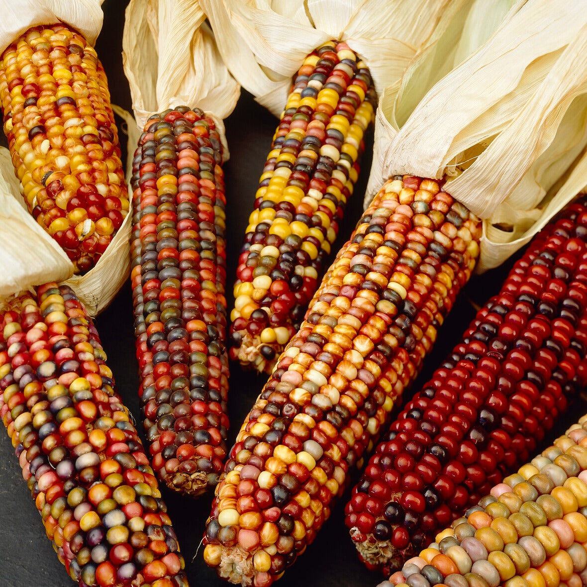 Maïs d'ornement en mélange - Zea mays japonica - Willemse
